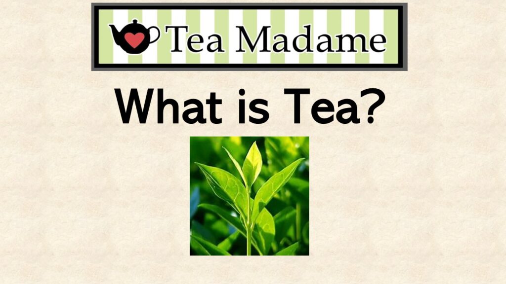 What is tea? Great information on Tea from Tea Madame in Tacoma Washington